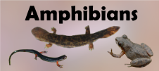 Amphibians Banner