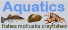 Aquatic Animals Banner