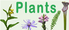 Plants Banner