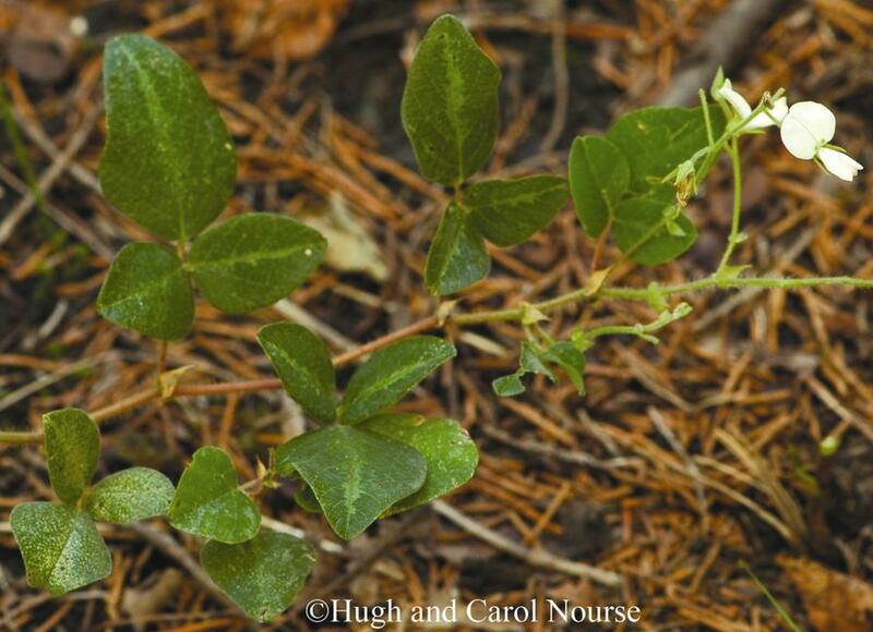 Desmodium ochroleucum