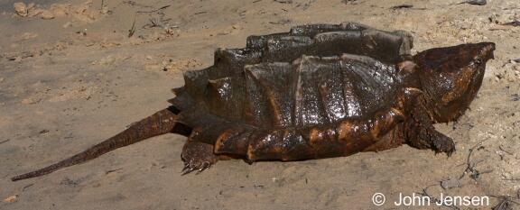 Macrochelys temminckii