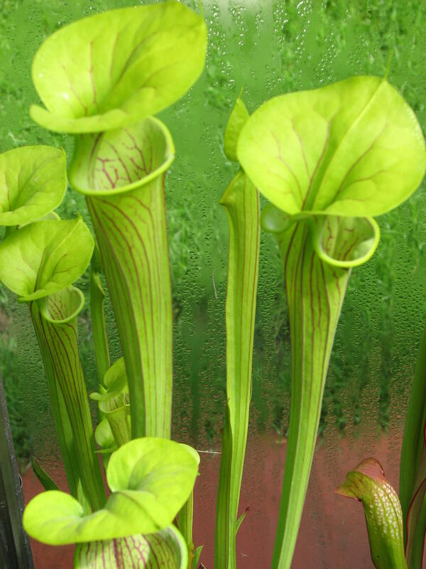 Sarracenia flava