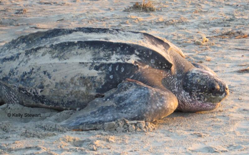 Dermochelys Coriacea Dermochelys Coriacea