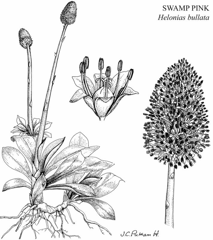 Helonias bullata