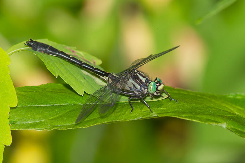 Gomphus adelphus
