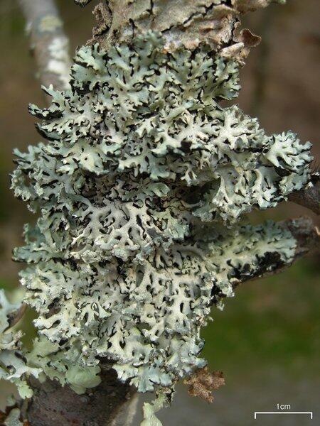 Hypogymnia Physodes hypogymnia-physodes