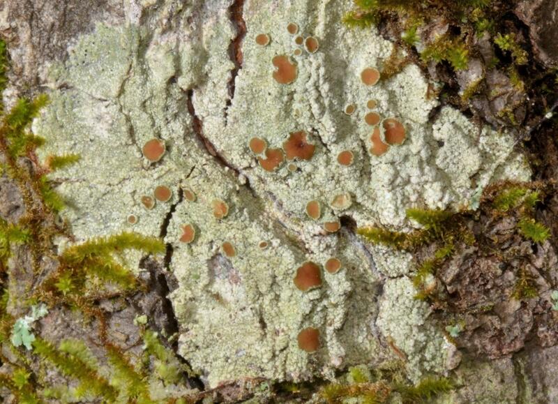 Lecanora hybocarpa