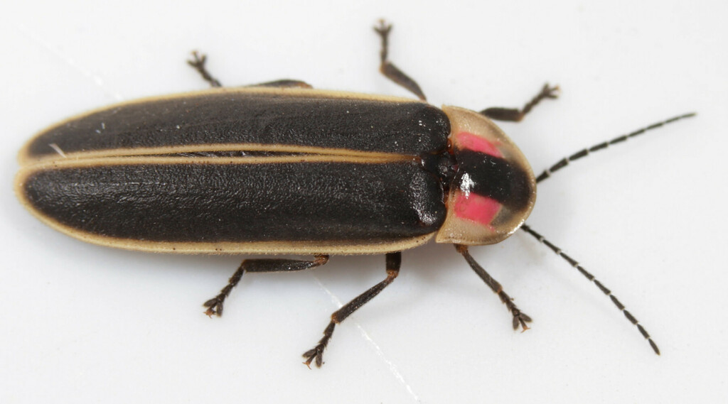 Photinus carolinus